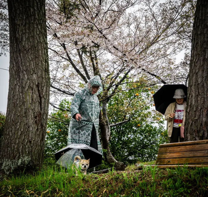 Photograph from japan